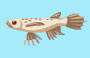 africanbutterflyfish