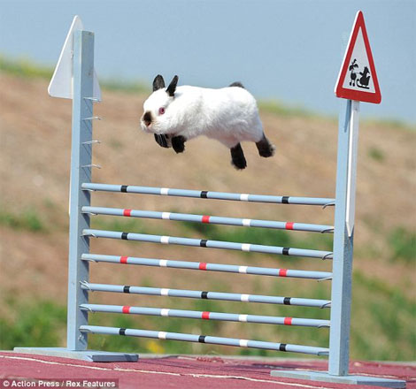 Bunny Race